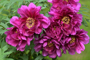 10 TREE PEONY Mountain Paeony Paeonia Suffruticosa Arborea Mixed Colors Red Pink White Purple Yellow Bicolor Flower Shrub Seeds